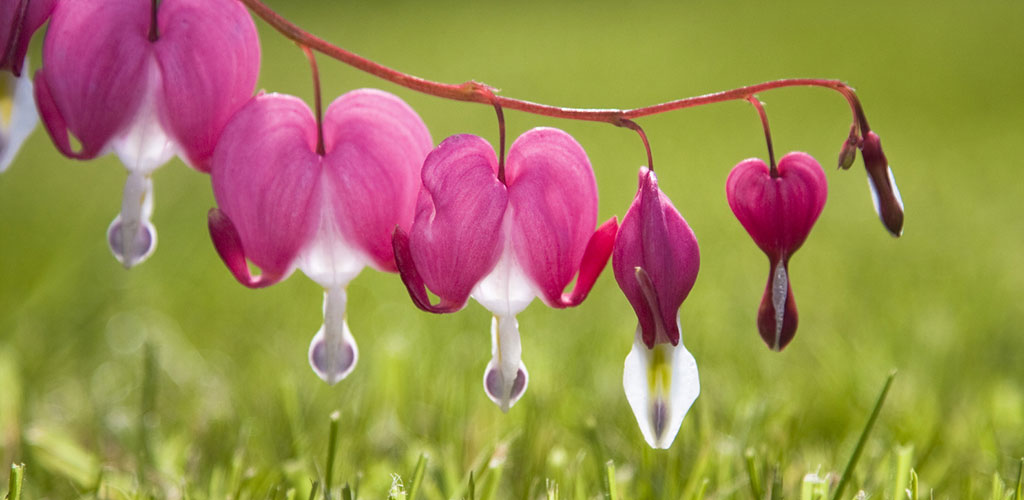 Tränendes Herz - Doris Weißenfels Trauerbegleitung Gestalttherapie Kassel Tränendes Herz - Doris Weißenfels Trauerbegleitung Gestalttherapie Kassel